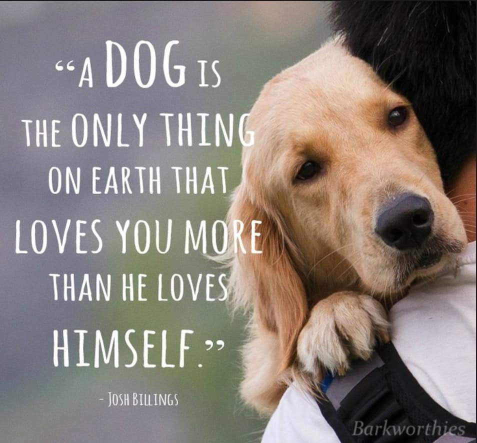 #dogs #pets #dogs @Penny_Lane_Pup @bertie_lakeland @MillieandGriff @bigbonedtrev @Darcie212