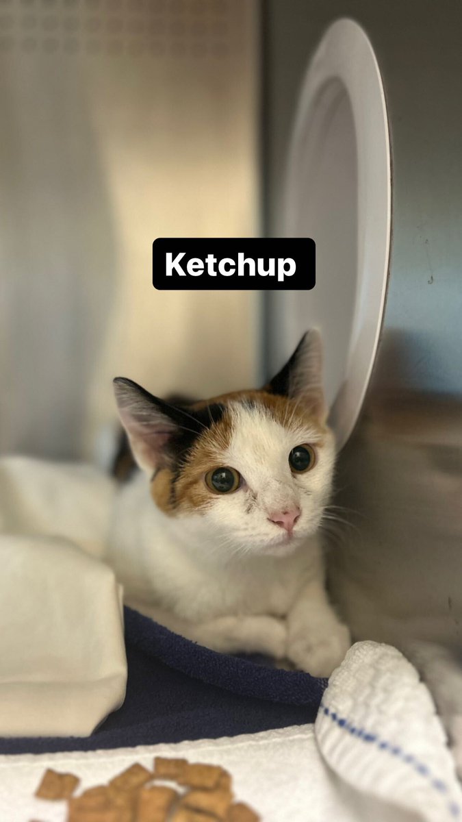 ashevillehumane's tweet photo. Meet Ketchup and Seemingly Ranch @TSTheErasTour @taylorswift13 https://t.co/gpTCtJzqMK