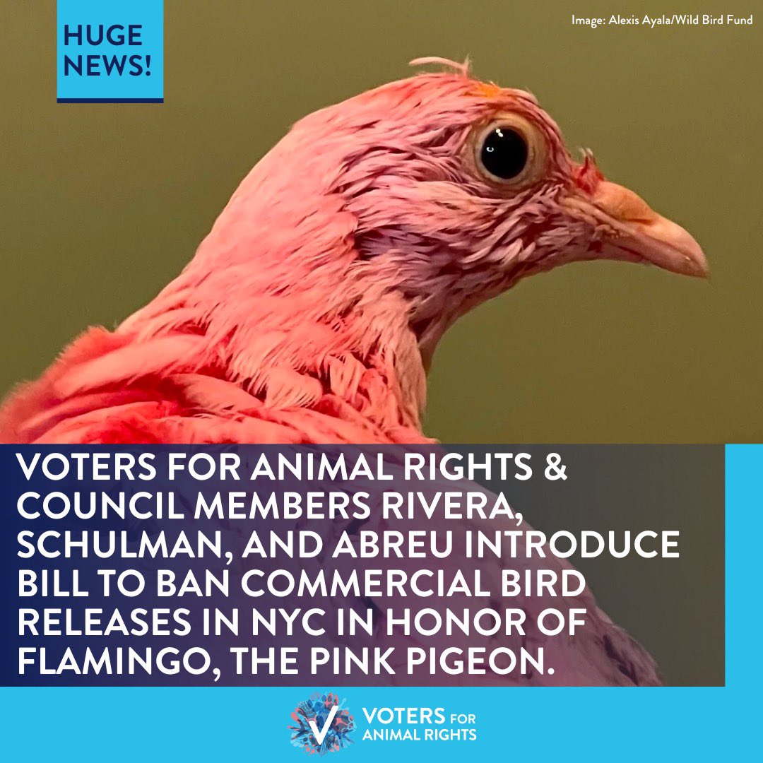 Today, we’re proud &amp; grateful to stand with NYC Council Members <a href="/CarlinaRivera/">Carlina Rivera</a>, <a href="/Lynn4NYC/">Lynn Schulman 舒曼琳</a>, and <a href="/ShaunAbreu/">Shaun Abreu</a> to introduce legislation that would ban the commercial releases of birds for events like gender reveal parties, weddings, and more in honor of Flamingo the Pink Pigeon. 🧵