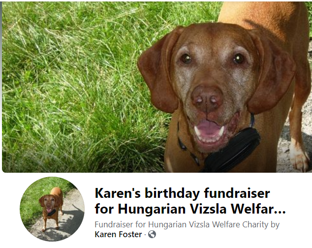 RoseFrampton's tweet photo. @theAliceRoberts NOT hitting you up for money , but I wondered if your lovely dog would kindly retweet for me as you have so many followers .  I &amp; The Hungarian Vizsla Welfare Charity ( UK ) thank you x https://t.co/auqsPiICP3 https://t.co/sxK9kkupcI