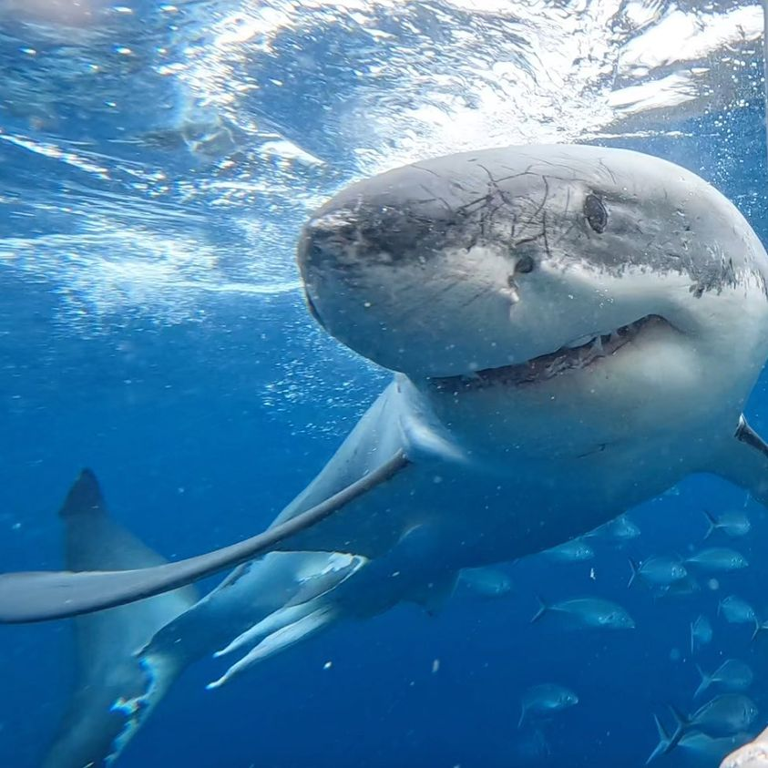 Drippy Sharks tweet media