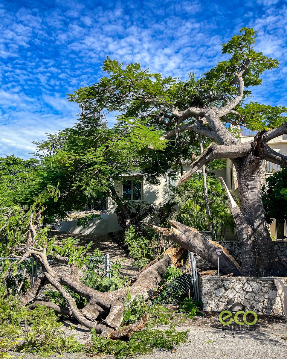 ECO Rides Cayman (@ecoridescayman) on Twitter photo 