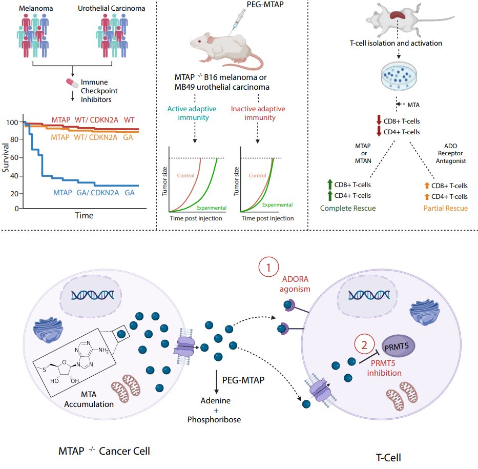 🚨Thrilled to share our latest work on the immune implications of MTAP deletions, out now @Cancer_Cell cell.com/cancer-cell/fu… 🤝Result of a collaboration between @BrighamResearch @DanaFarber @UTAustin. Co-lead w/ Donjeta Gjuka & senior authors David Kwiatkowski & Everett Stone