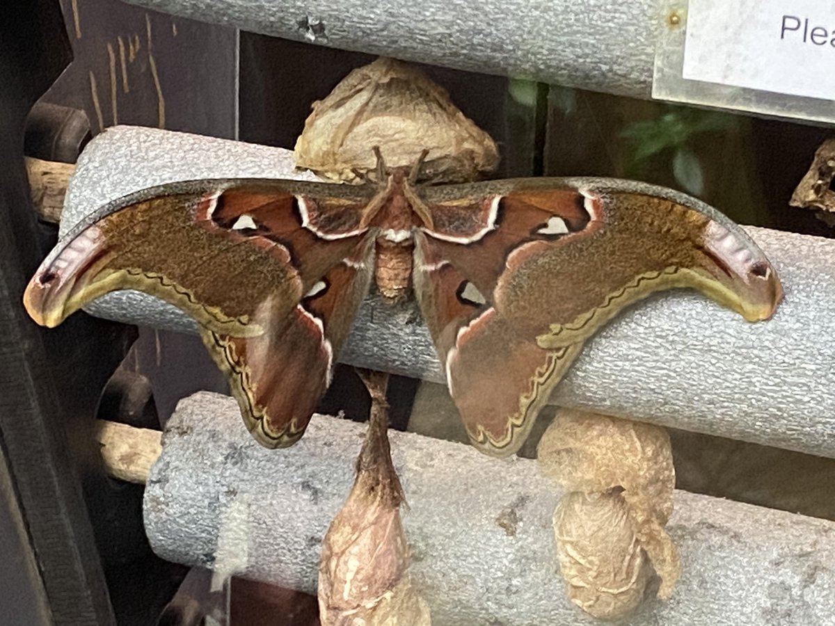 Went to the zoo today, the butterfly enclosure will always be my favourite place…aside from the flamingos and red pandas that is ❤️