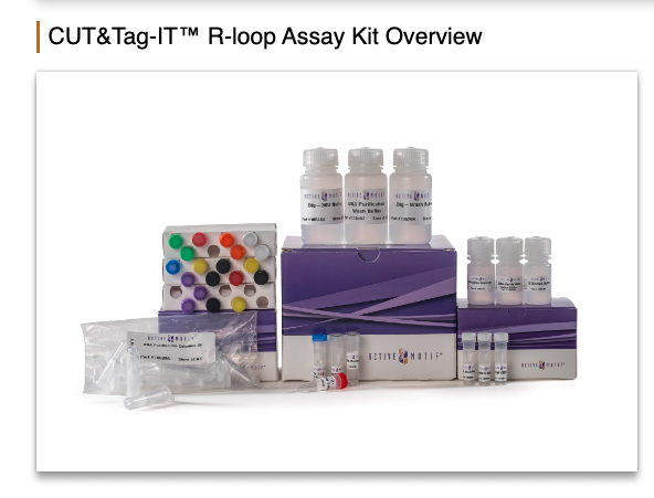 It's here!! CUT&Tag-IT R-loop Assay Kit Genome-wide profiling of DNA-RNA hybrids in cells: bit.ly/48xnofK