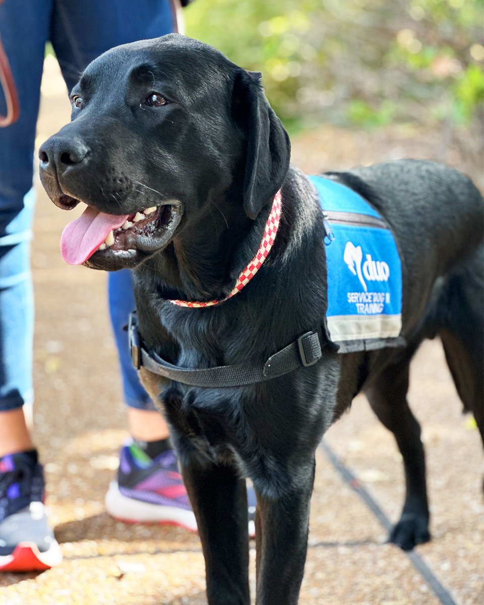 Meet Duo Dog Ralston, a 10-month old <a href="/DuoDogsInc/">Duo</a> pup being raised by Emily, a senior nutritionist at Purina. He’s training to become a service animal. Ralston loves relaxing (and even slept through his first hockey game).

Happy #servicedogmonth to all service animals!