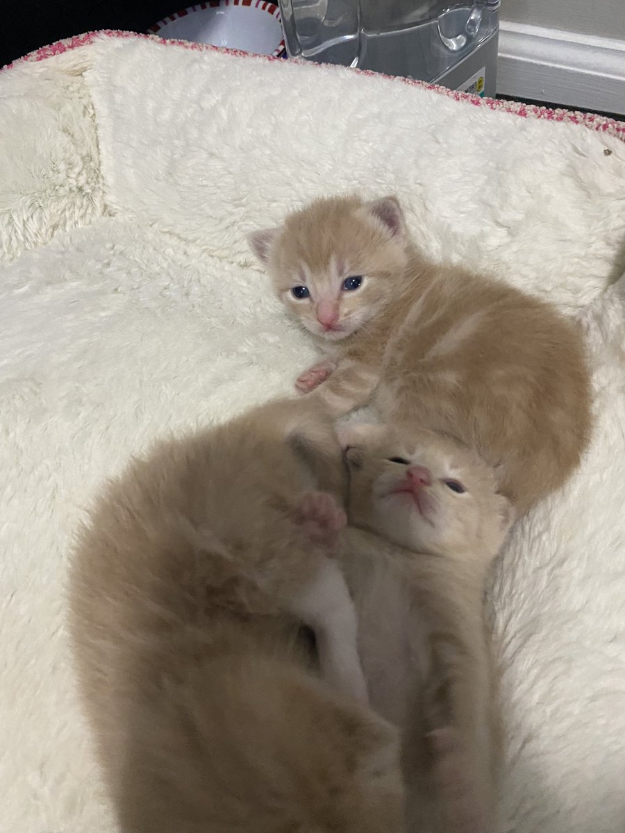 baby meow meows