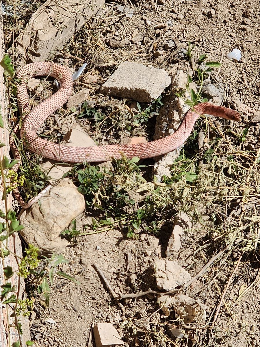 jcorrales09's tweet photo. hola @Herpeto_cosas sabrás de esta compañera? Saltillo, Coah https://t.co/i9nmlccjJi