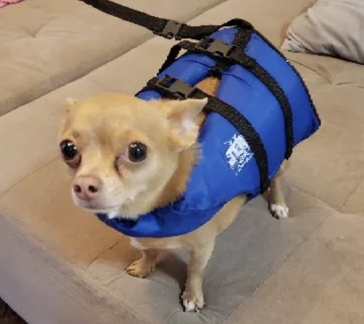 dica super útil: colete salva vidas pros dogs que gostam de nadar! eles precisam nadar o tempo td pra ñ afundar, então acabam cansando demais! o colete ajuda muito nisso, Maurício adorou o dele! 

achadíneo: shope.ee/iYNu3TIe