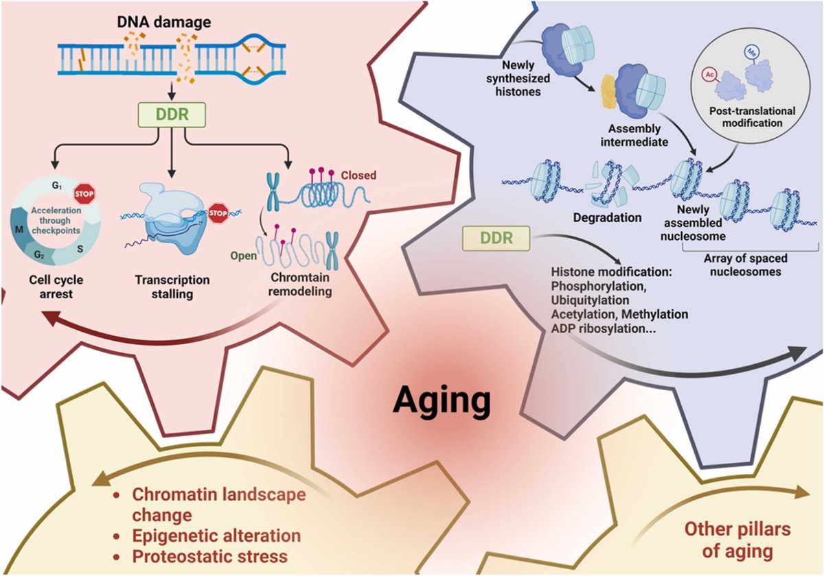 Article on how DNA repair alters the epigenome to erase youthful information and drive aging, and how to reset the system #informationtheoryofaging tinyurl.com/yf4d4zy8