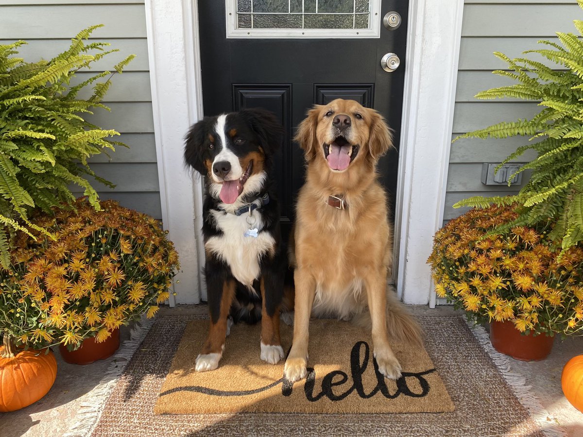 Hellllooo! I know it’s been a long time. M&amp;D aren’t on social media now. I am doing very well. And I’m a big sister to this fella, Moses, a Bernese Mountain dog and my best friend. 🥰 We all hope that you are doing well. We sure do miss seeing all your sweet faces. 
Love, HJ 💕🐾