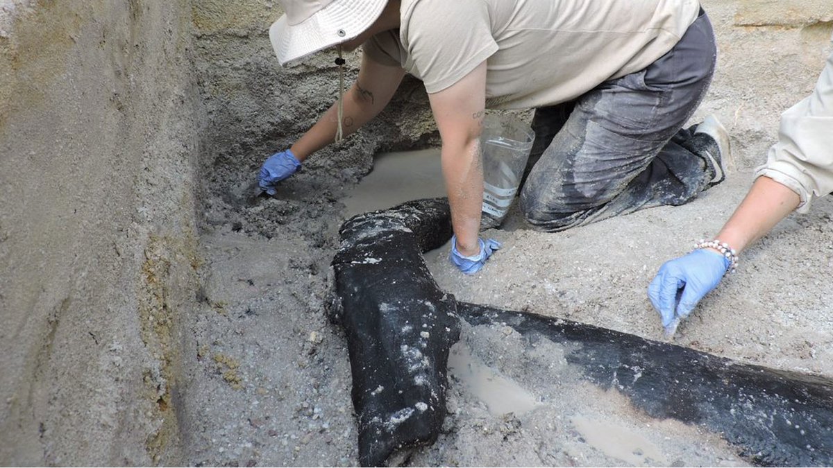 CaraSantaMaria's tweet photo. Interlocking logs may be evidence of the oldest known wooden structure.
#Anthropology #EarlyHominids #HominidsSkills #WoodStructure #History #OldestWoodStructure
https://t.co/6Dxlz2YuyM via @ScienceNews https://t.co/0RzNUXkBHa