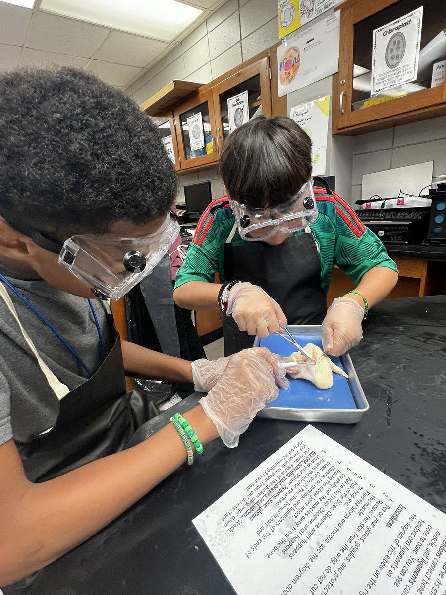 caldeiteach's tweet photo. Our 7th graders investigated the structure and function of the muscular and skeletal system using chicken wings! @HumbleISD_SMS @Humble_2ndSci #gosmscats https://t.co/VnQ3FdvNtm