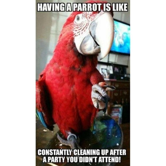 RealParrotLady's tweet photo. https://t.co/KUXPKpeM4S