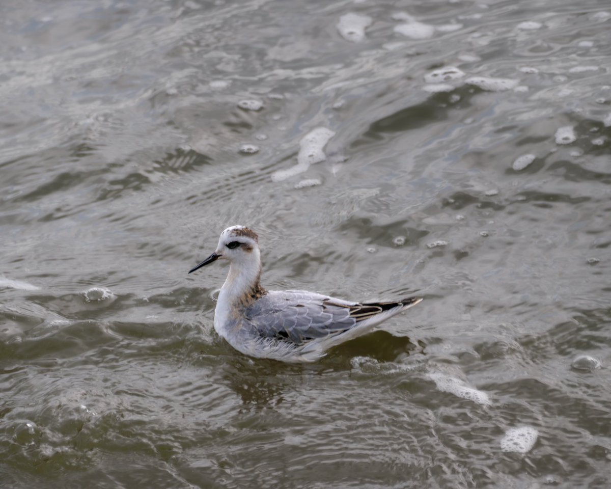 Seriously behind with posts! A couple of images from Tuesday 26/09. Stunning Wheatear at Severn Beach in the morning and then headed back to CVL to see the reported Grey Phalarope (thanks <a href="/Merv37447363/">Merv</a> )