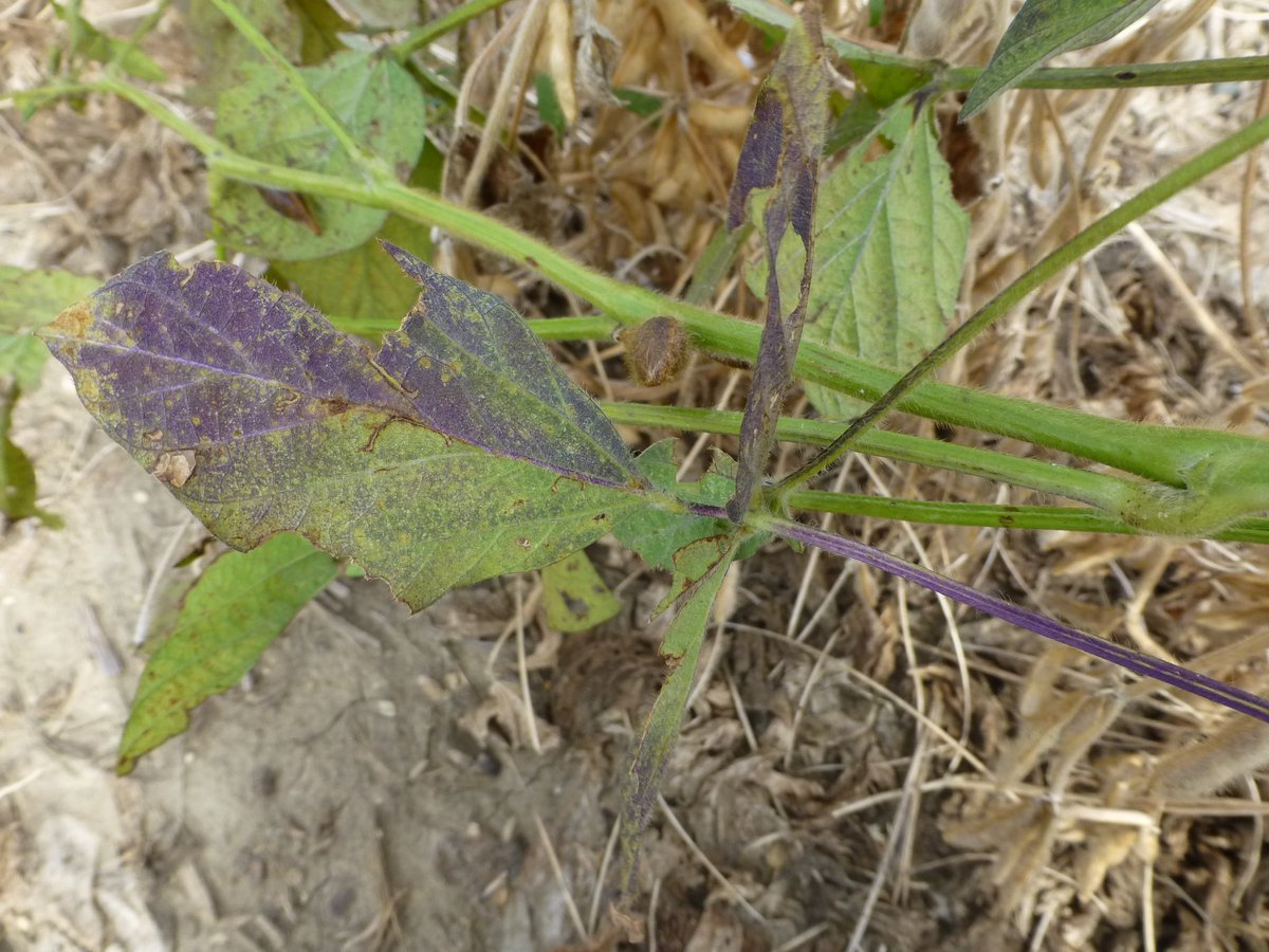 dsmuelle's tweet photo. Seeing purple and green stems in some fields. Read up on the science behind purple stems. https://t.co/HGjAPs4ta7. Keep scouting! @CropNetwork @ISUcropscout https://t.co/hrLmLriPcR
