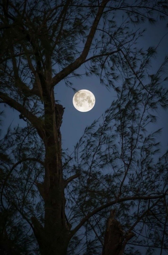 "فـلآ ليلٌ يحـلو الا بقـمرهِ 
ولا قمـراً يضوي دونَ ليلهِ"