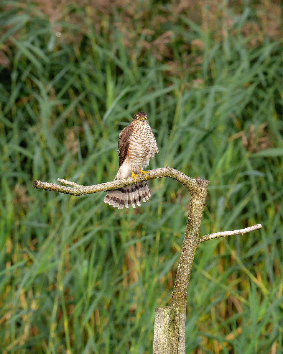 Some days just get better and better. After the Grey Phalarope headed to Stratford hide. First ever relatively close views of an acrobatic Osprey followed by a stunning juv Sparrowhawk flying in low and landing on the perch in front of the hide!
CVL Tuesday 26/09