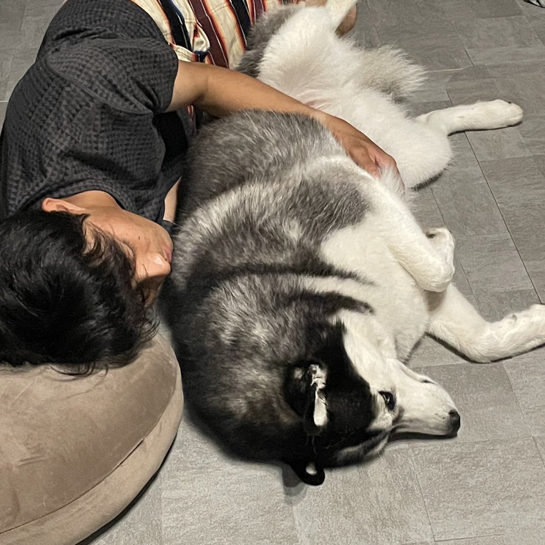 lime_husky_rolf's tweet photo. デカくなりすぎて、ワニみたい… https://t.co/jLIvFbyKvA