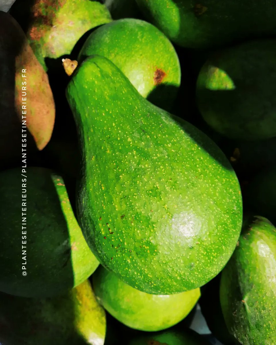 plantesetinter's tweet photo. 💚C'est bientôt la fin 😔🥑💚
➡️https://t.co/z5QlCh6pPX⬅️

#Guadeloupe #JeudiPhoto #JeudiConfession #CdiscountFrenchDays #cashinvestigation #lersa https://t.co/xaMPqlUs1u