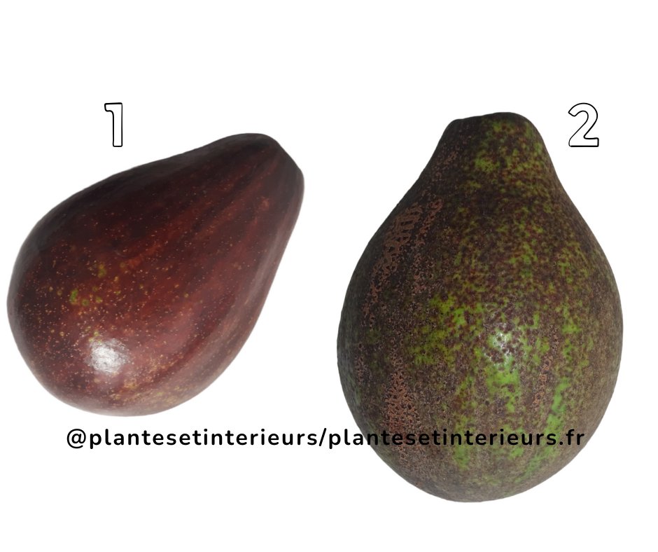 plantesetinter's tweet photo. 💚C'est bientôt la fin 😔🥑💚
➡️https://t.co/z5QlCh6pPX⬅️

#Guadeloupe #JeudiPhoto #JeudiConfession #CdiscountFrenchDays #cashinvestigation #lersa https://t.co/xaMPqlUs1u