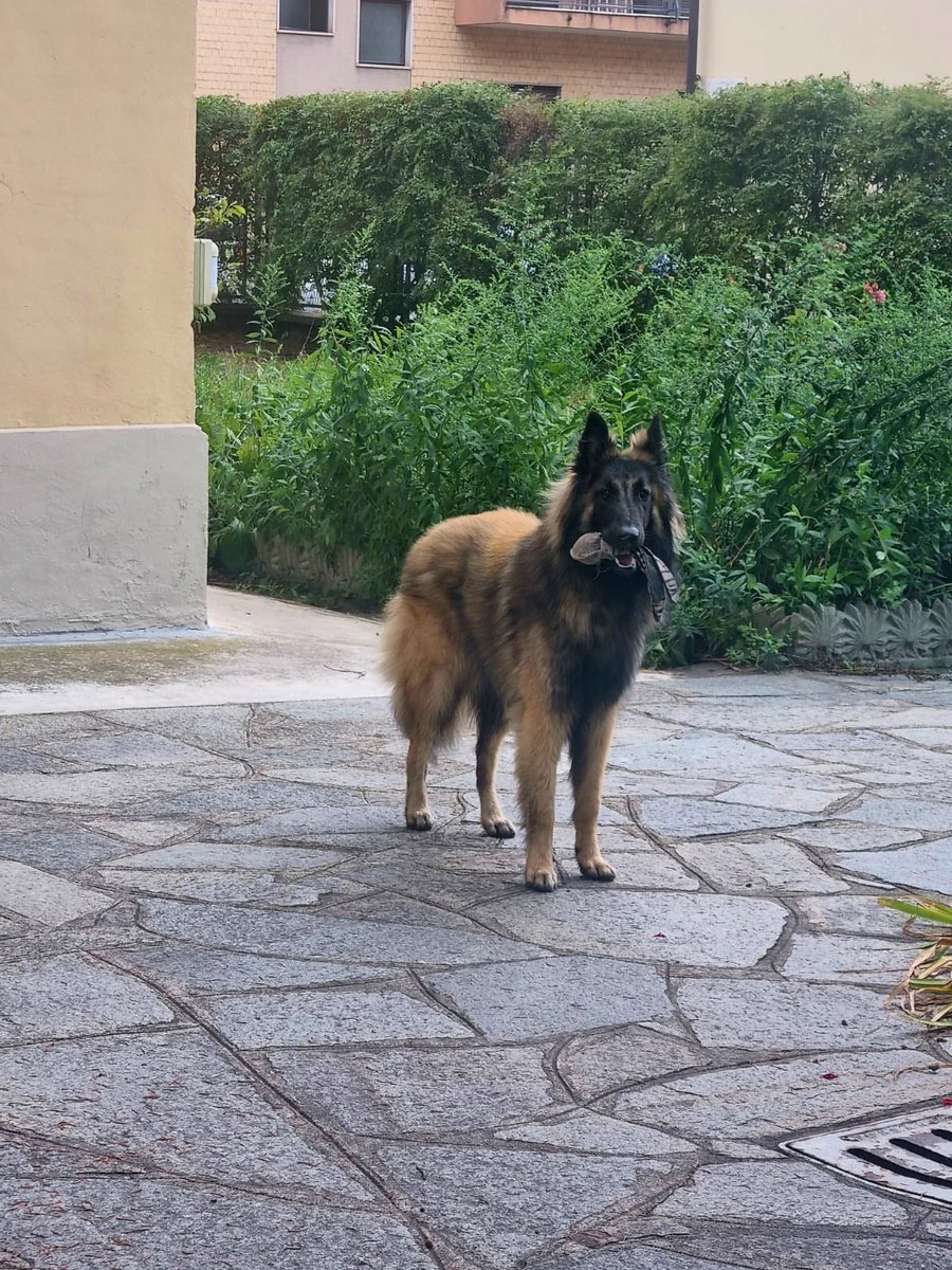Melek, il cane regalato da un amico per i miei 80 anni è cresciuto
ed è affettuoso,intelligente,mitissimo ma ora è triste e non abbaia più
perché attende il mio ritorno dall’ospedale.
Noi umani e animali siamo cocreature
condividiamo spazio e cibo
e una stessa speranza: vivere.