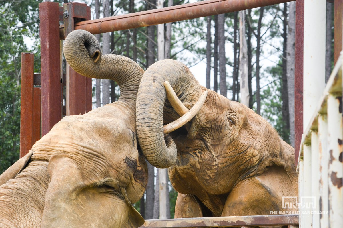 ElephantsTN's tweet image. Jana and Nosey regularly engage in friendly sparring over the fence line. Sparring is a natural behavior for African elephants that involves playful pushing and trunk entwinement. They have also been observed standing near one another while resting or sharing snacks.