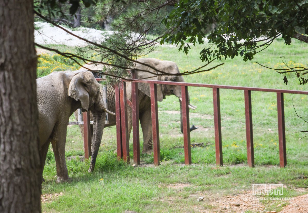 ElephantsTN's tweet image. Jana and Nosey regularly engage in friendly sparring over the fence line. Sparring is a natural behavior for African elephants that involves playful pushing and trunk entwinement. They have also been observed standing near one another while resting or sharing snacks.