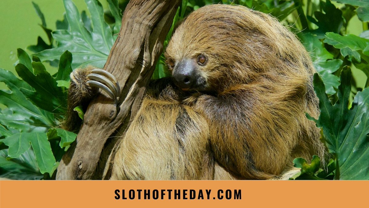 day_sloth's tweet photo. Here at Sloth of The Day we love sloths and love to talk about them.
If you would like to learn more about these adorable creatures please visit our website https://t.co/mXqe9I0Gbi
#sloths #slothaddict #lovesloth #slothlover #slothoftheday #slothlife #slothlove #sloth https://t.co/iDJCISOpRm