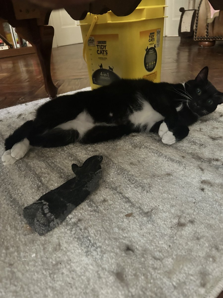 actuallyah0rse's tweet photo. The cats are obsessed with the rug I put down last week. https://t.co/tWVjhihccY