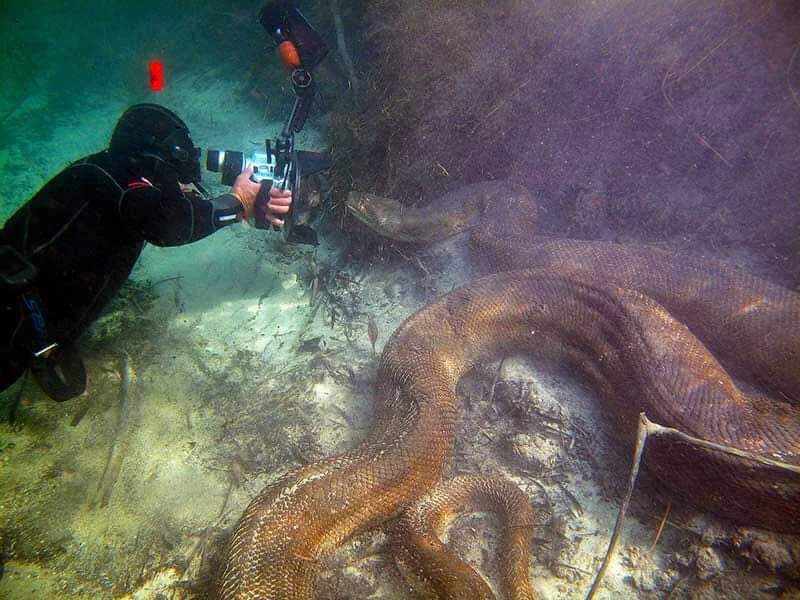 InformaCosmos's tweet photo. Un encuentro cercano con una anaconda (Eunectes murinus) en la Amazonía.

Estas serpientes compiten con la pitón reticulada por el título de la más grande del mundo. Mientras que la anaconda es la de mayor peso, la pitón suele ser más larga, aunque más esbelta.

La anaconda habita en las cuencas de muchos ríos de la Amazonía. Las hembras adultas suelen alcanzar los 8 metros de largo (y en ocasiones más) mientras que los machos pueden llegar a medir alrededor de 5 metros (dimorfismo sexual).

📷: Daniel de Granville.
✍🏻: Redacción Ciencias de bolsillo.