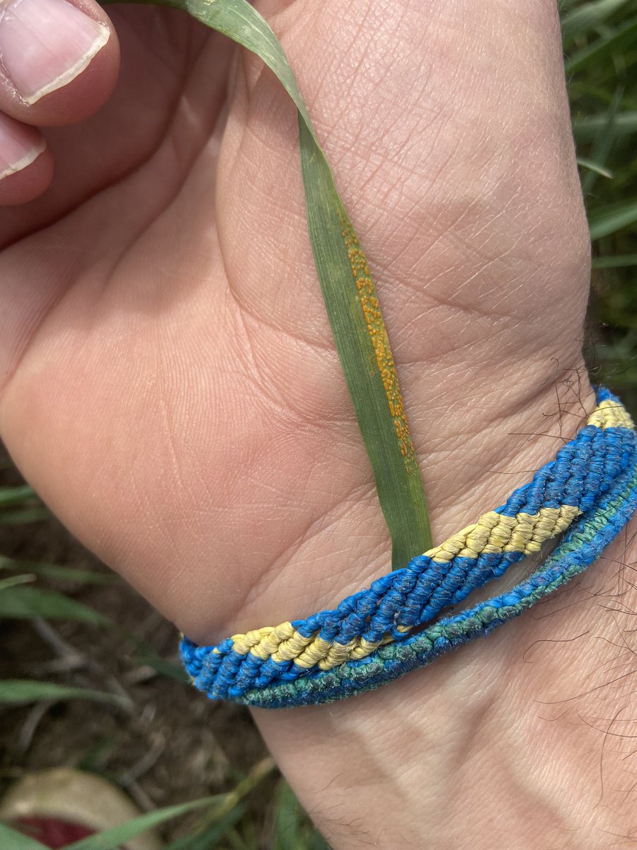 Mucha roya y poca lluvia por el barrio 👎👎👎