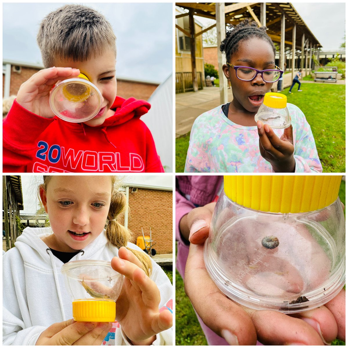 ProfKindred's tweet photo. Observing decomposers! (Part 2) 🐛🪱🕷️ #Science #fifthgrade #beartavernpride https://t.co/9BXdg1O2Lk