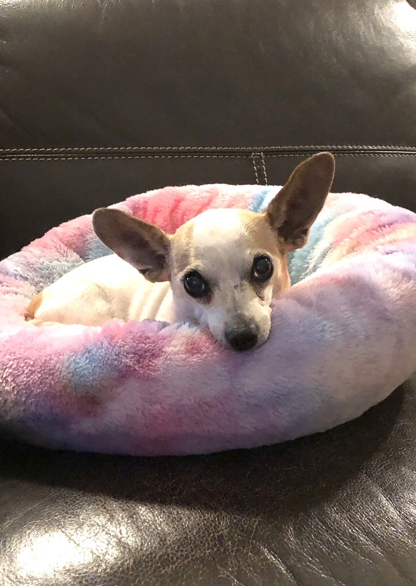 acook5ct's tweet image. Hi @KeithOlbermann ✌🏾 When I walk my doggies, I listen to your #podcasts. My gosh you make me laugh and my walks are very enjoyable b/c of what you have to say. Congrats on #300podcasts! And here’s 2 of my 3 #PRIDEproud puppers 👇🏿