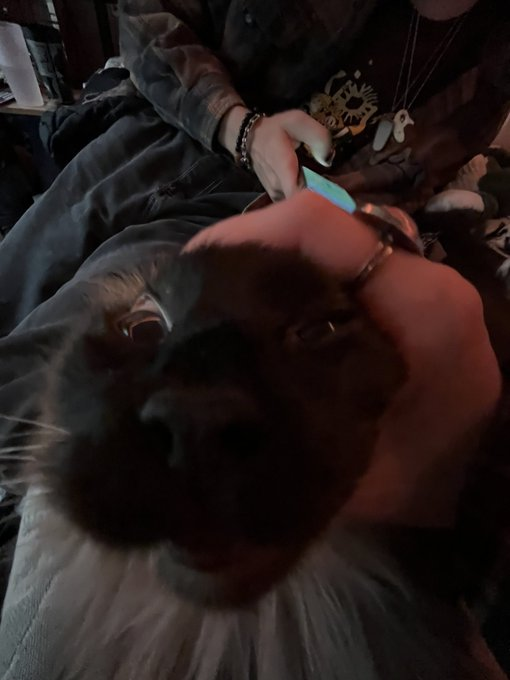 Cats with their heads held back tweet media