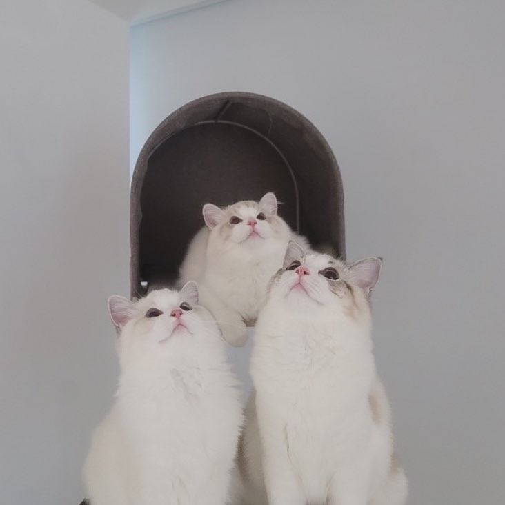 clairrro_o's tweet photo. บ้านนี้เขาหน้าเหมือนกันหมดเลย น่ารักชะมัด😻 https://t.co/PKZqPTmDnY