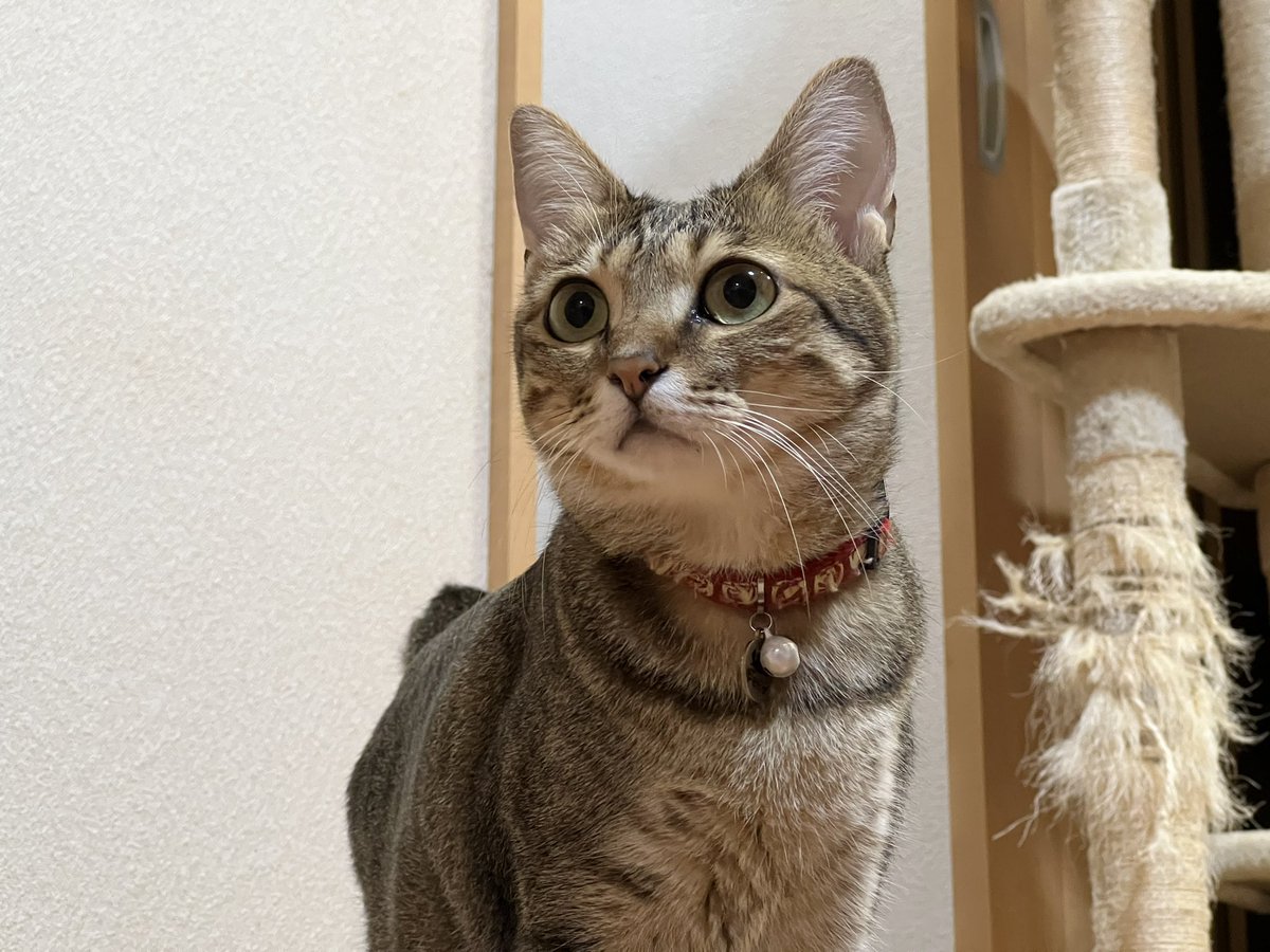 Potechi_Roro's tweet photo. おはようございます。
今日も一日頑張るニャ(*'ω'*)
 #猫好きさんと繫がりたい https://t.co/A9LbBRAMC4