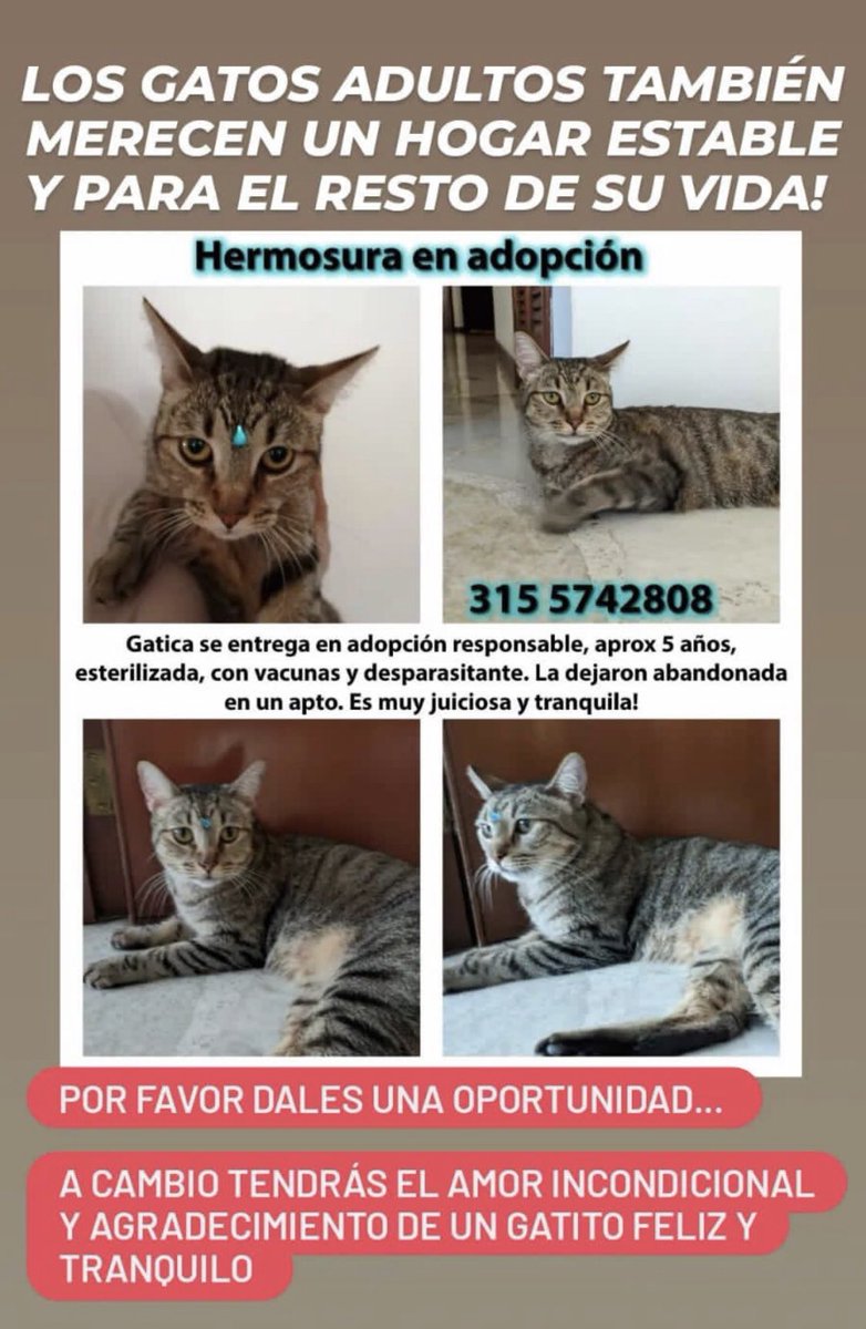 #EnAdopción