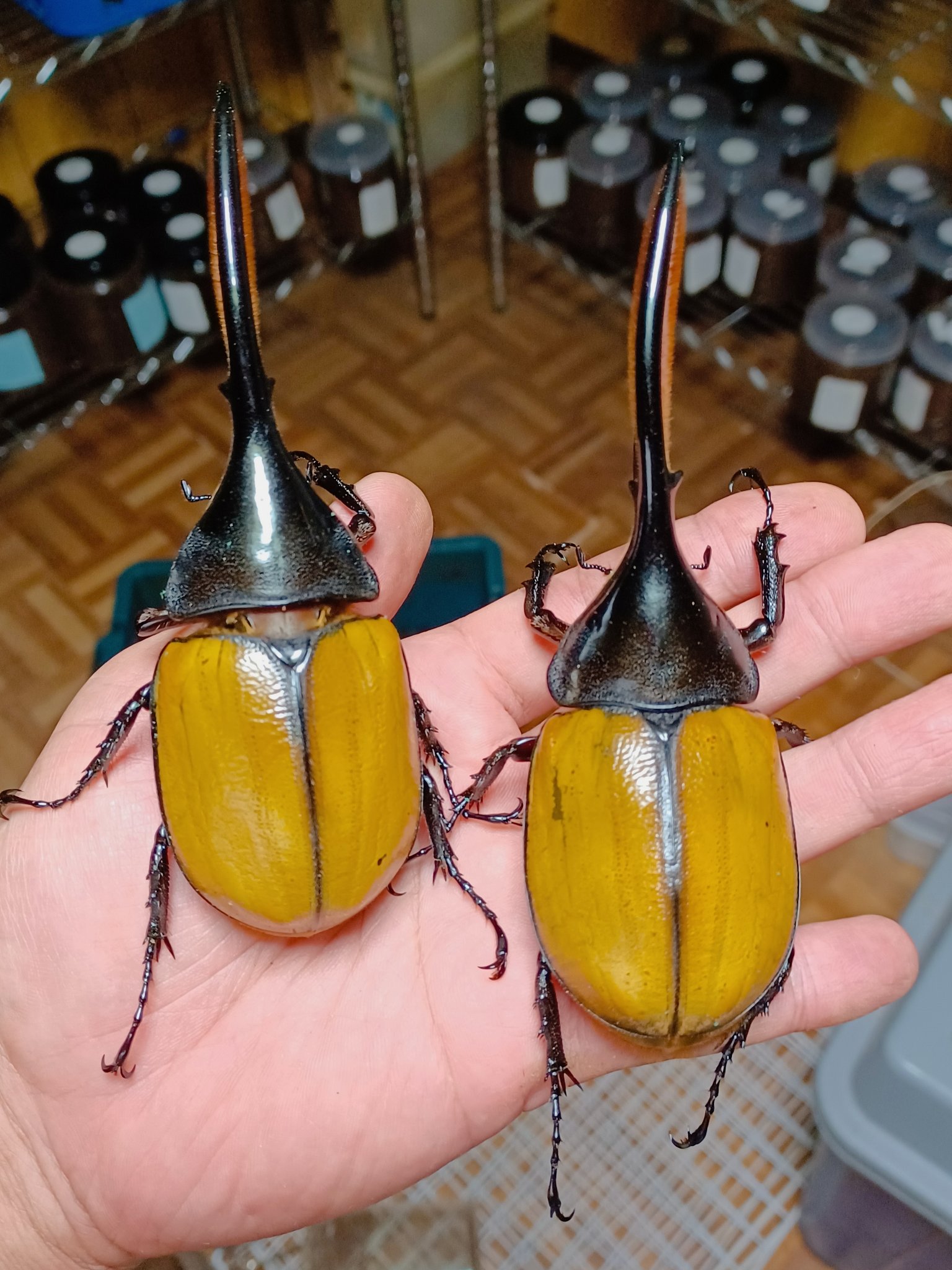 カブト虫販売 - Amazonico アマゾニコ