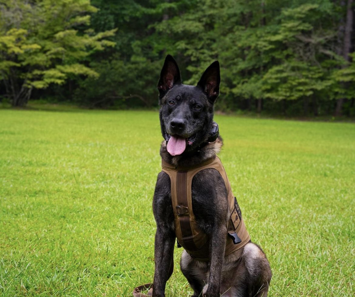 TrooperBob_SC's tweet photo. A picture of K-9 Rico who was killed in the manhunt efforts to capture Ernest Robert Burbage III. 

(Picture via SLED) 

More on the story >> https://t.co/sUmRstpMfU https://t.co/4HHvLdOm5A