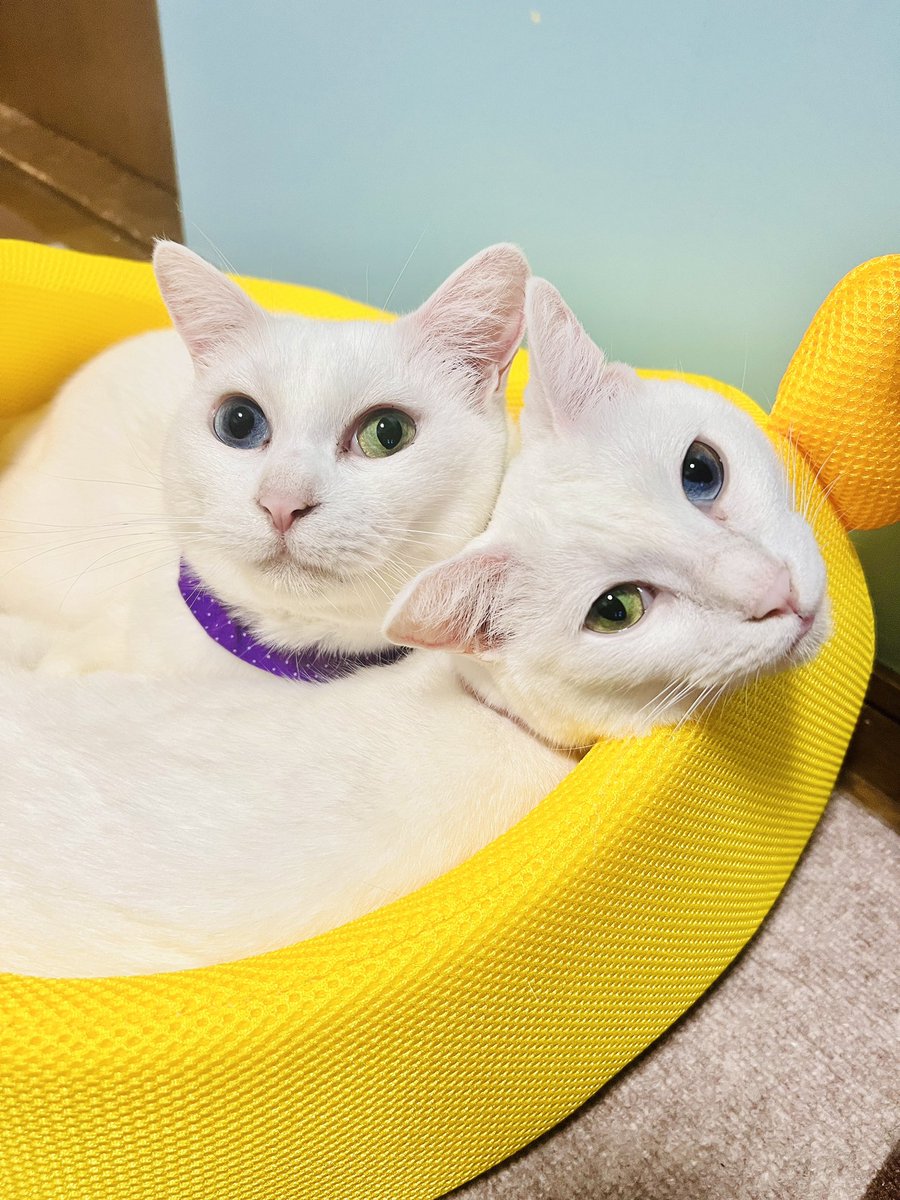 oddeye2abukabu's tweet photo. おはにゃん☀️
久しぶりだにゃん🐾
byアブ🎀カブ💜

#保護猫 #neko #cat 
#mellow
#看板猫
#美容院の看板猫
#kitty
#catsstagram
#オッドアイ
#ダイクロイックアイ
#oddeyedcat #oddeyed #petstagram #instacat
 #catoftheday
#ぺこねこ部
#Kucing
#kadi #gato #gatto #kat
#고양이
#Köttur
#Γάτα https://t.co/8Sd4ibzevC