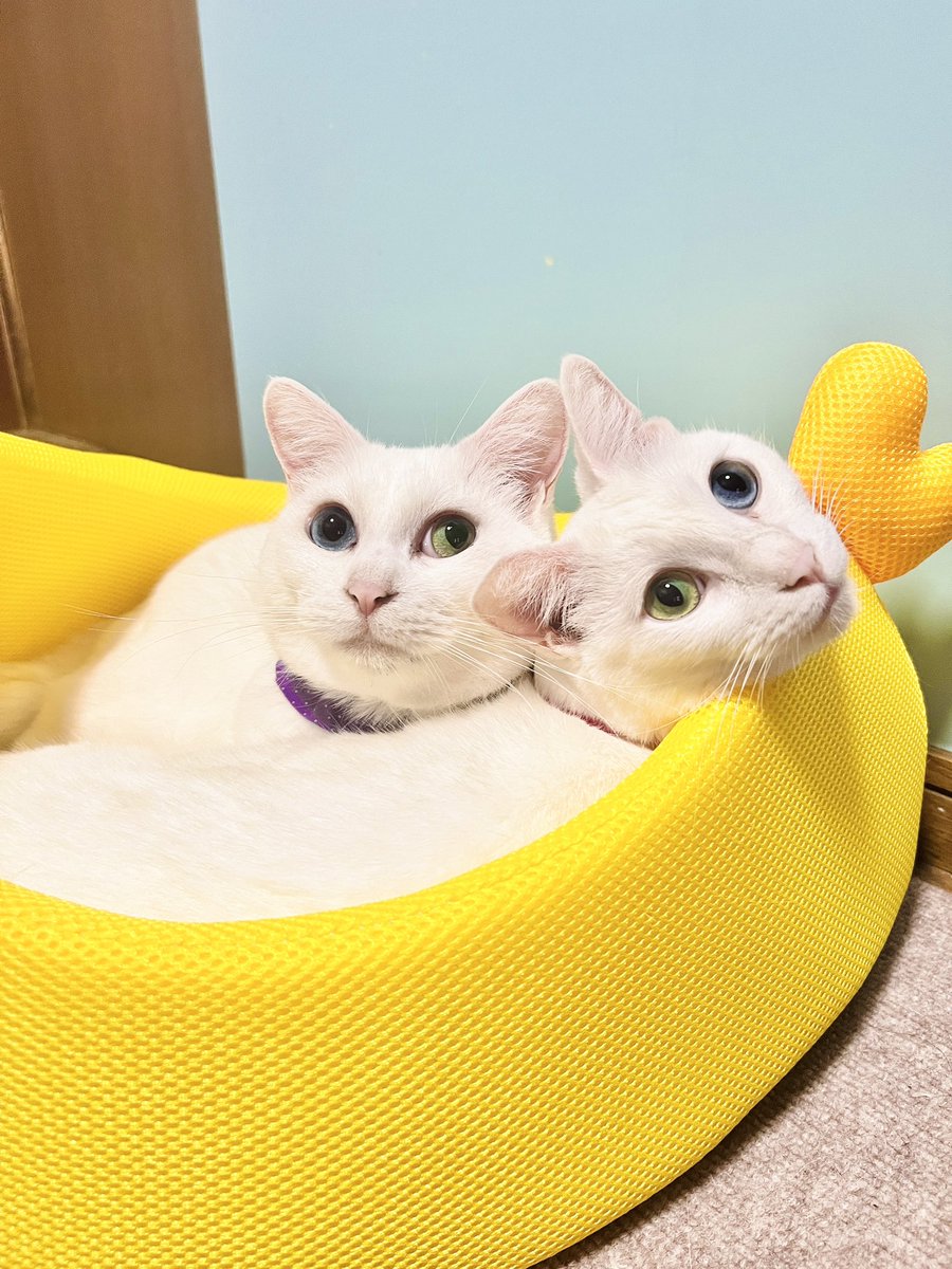 oddeye2abukabu's tweet photo. おはにゃん☀️
久しぶりだにゃん🐾
byアブ🎀カブ💜

#保護猫 #neko #cat 
#mellow
#看板猫
#美容院の看板猫
#kitty
#catsstagram
#オッドアイ
#ダイクロイックアイ
#oddeyedcat #oddeyed #petstagram #instacat
 #catoftheday
#ぺこねこ部
#Kucing
#kadi #gato #gatto #kat
#고양이
#Köttur
#Γάτα https://t.co/8Sd4ibzevC
