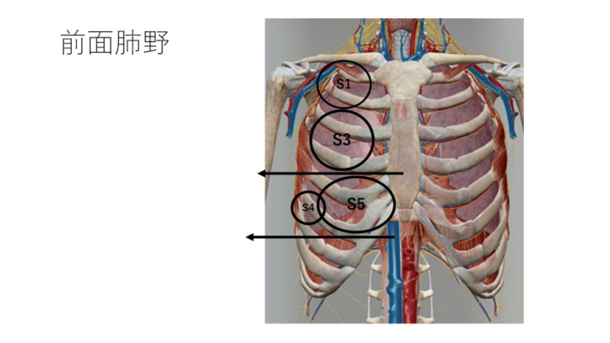 koarabook's tweet photo. 肺の聴診方法！？

肺は全部でいくつに分けられてるか知ってますか？？

細かく言うと10個です！！

臨床でもどこの肺野に痰があってどんなポジションをした方が良いのかを考えてトライしてみてください！！ https://t.co/QmAFqIpnD4