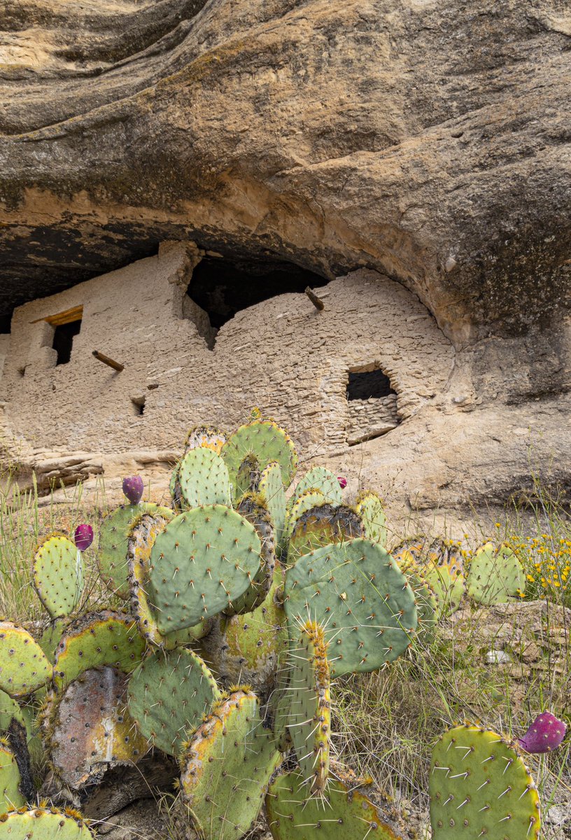 PhotosByOBrien's tweet photo. Classic architecture in #newmexico at #gilacliffdwellings built by the #mogollon people
#photography #architecturephotography #cliffdwellings #NM #landscapephotography https://t.co/UwakcYIK5w