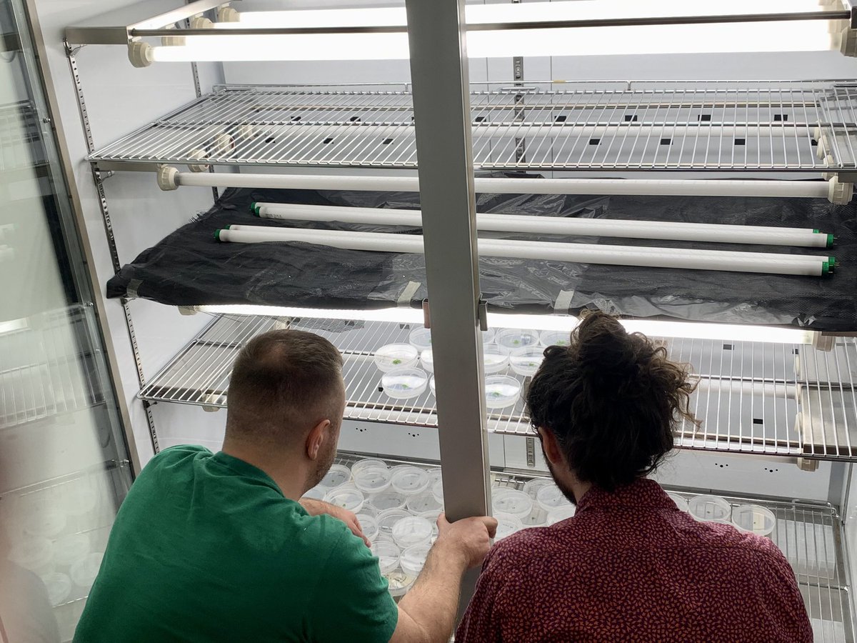 JazHumphreys's tweet photo. Day 2 of the #marchantialove eras tour @loverworts @FrannyBarbs. 
With @SHILPI_SINGH11 and Jonathan Mitchell coming along for the ride! Back to the lab this morning for some experiments as part of our @CoEPlantSuccess  ECR Kickstart grant scheme 👩‍🔬🧑‍🔬👨🏼‍🔬 https://t.co/42lUWOcWSz