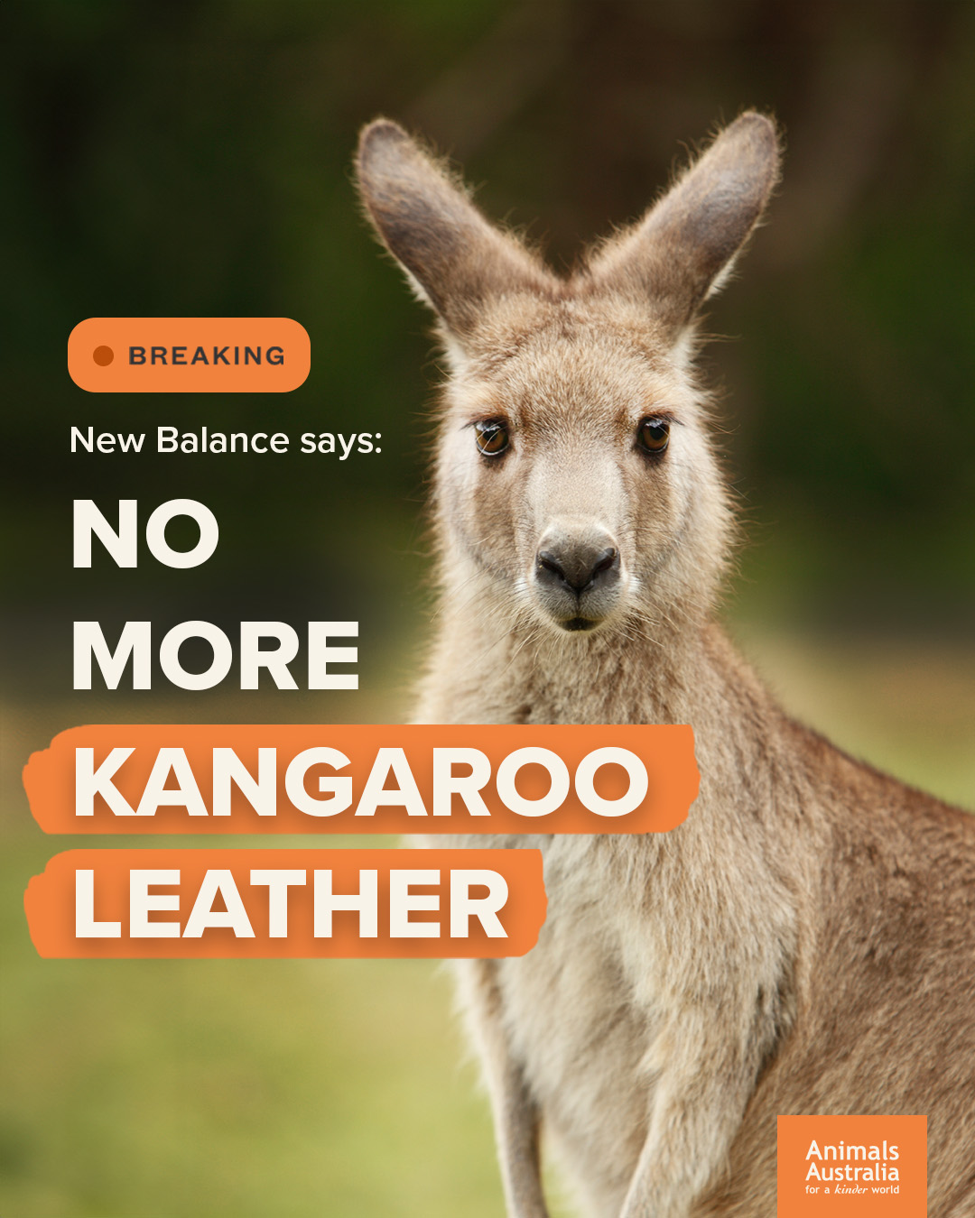 Animals Australia on X