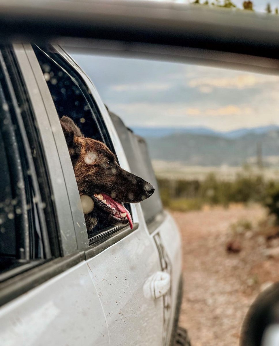 And the nominees for "Goodest Boy" are....

#softopper #goodboy #truckbedcap #truckbedstorage #dogphotography #overlanding #offroading #camping #campinggear