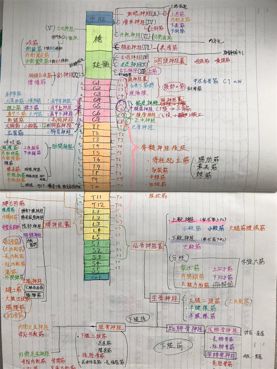 hokkaido_wakate's tweet photo. 全身の神経を
一気に覚えるノート

見開き１ページを使って
中央の脊髄から髄節ごとに
神経を書き込む

誰かにオススメしたいと思ったら
リポストしてください(^_^) https://t.co/aAN9tBK0ML