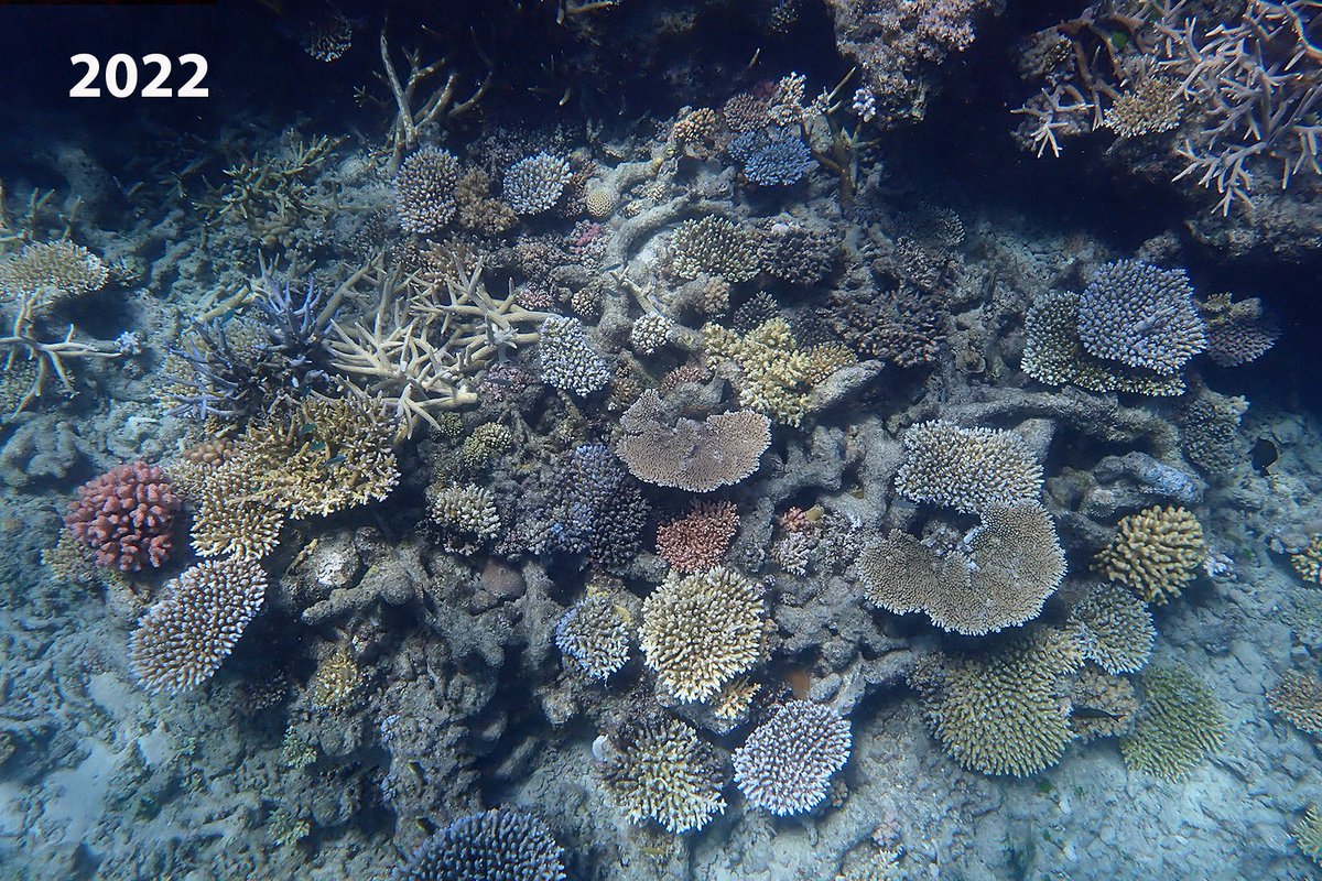 Coral Sea Foundation tweet media