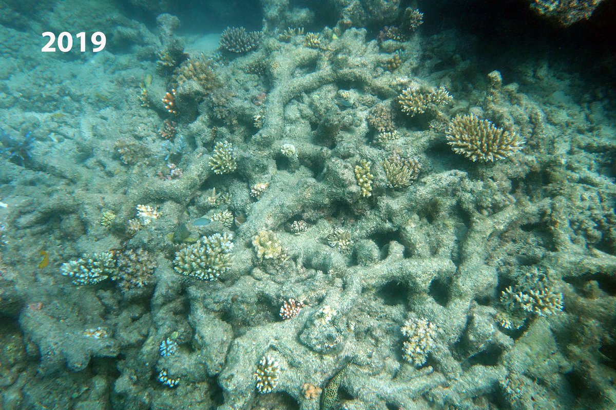 Coral Sea Foundation tweet media